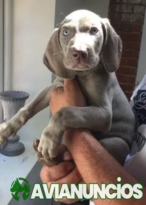 Cachorros Weimaraner en adopcion