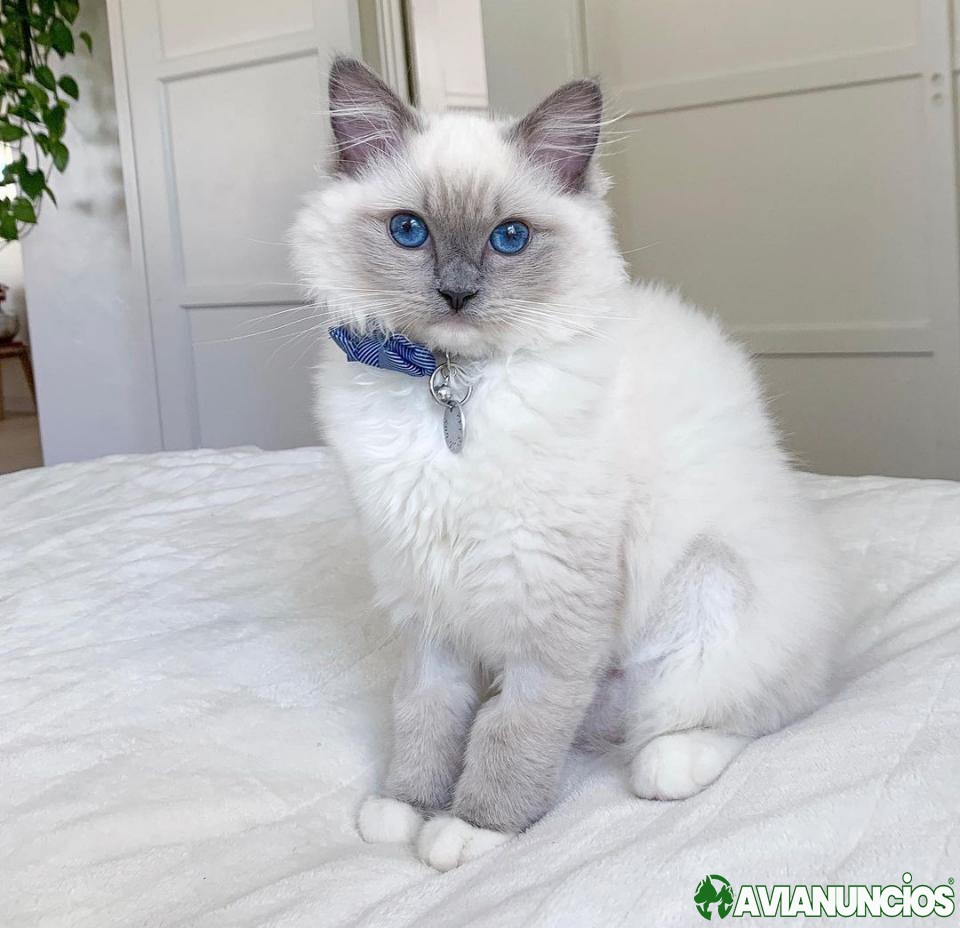 Adorables gatitos Ragdoll, macho y hembra.