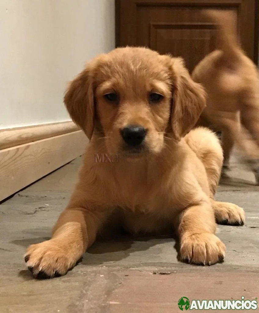 Cachorros Golden Retriever bien entrenados