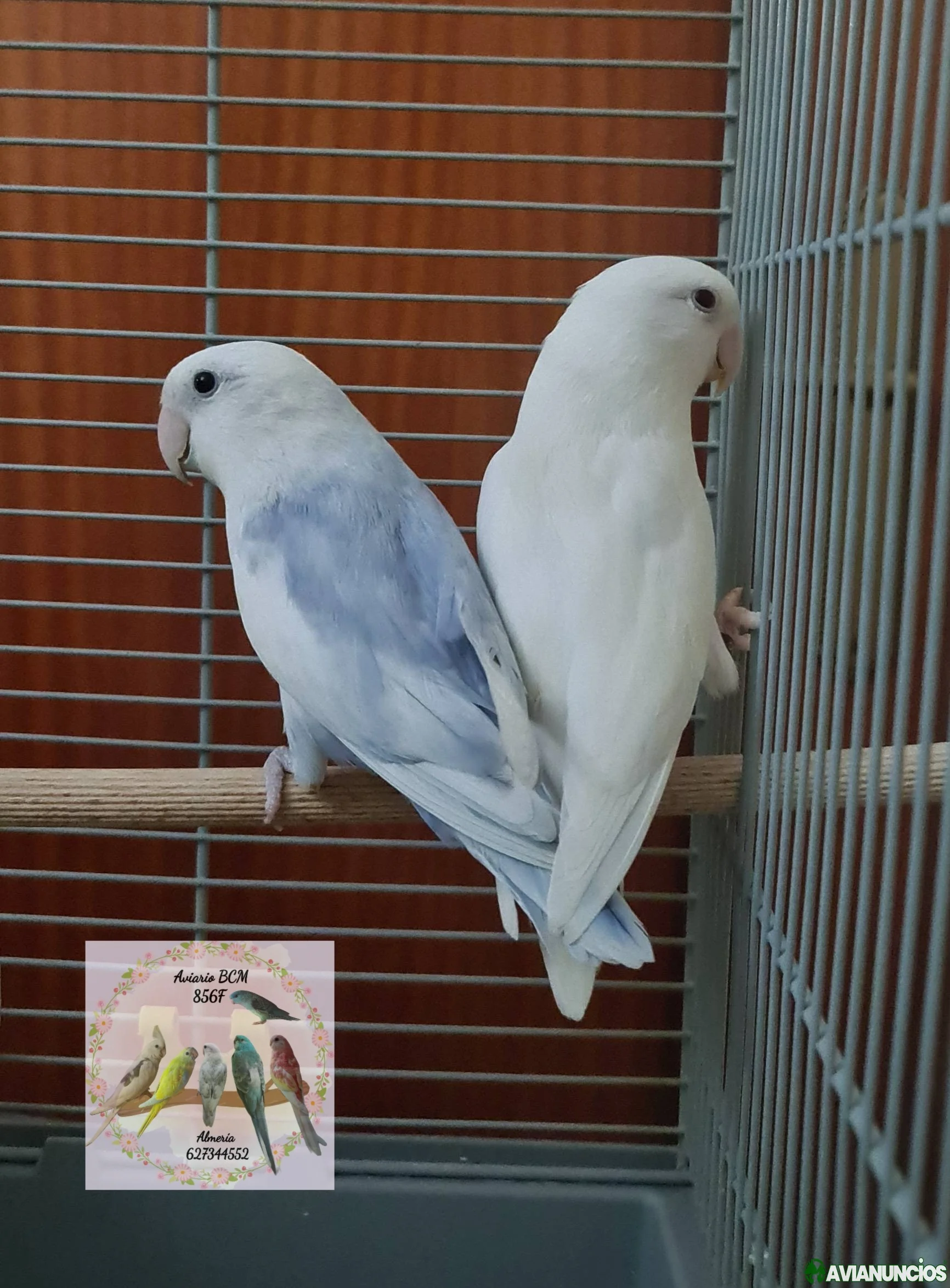 Agapornis roseicollis