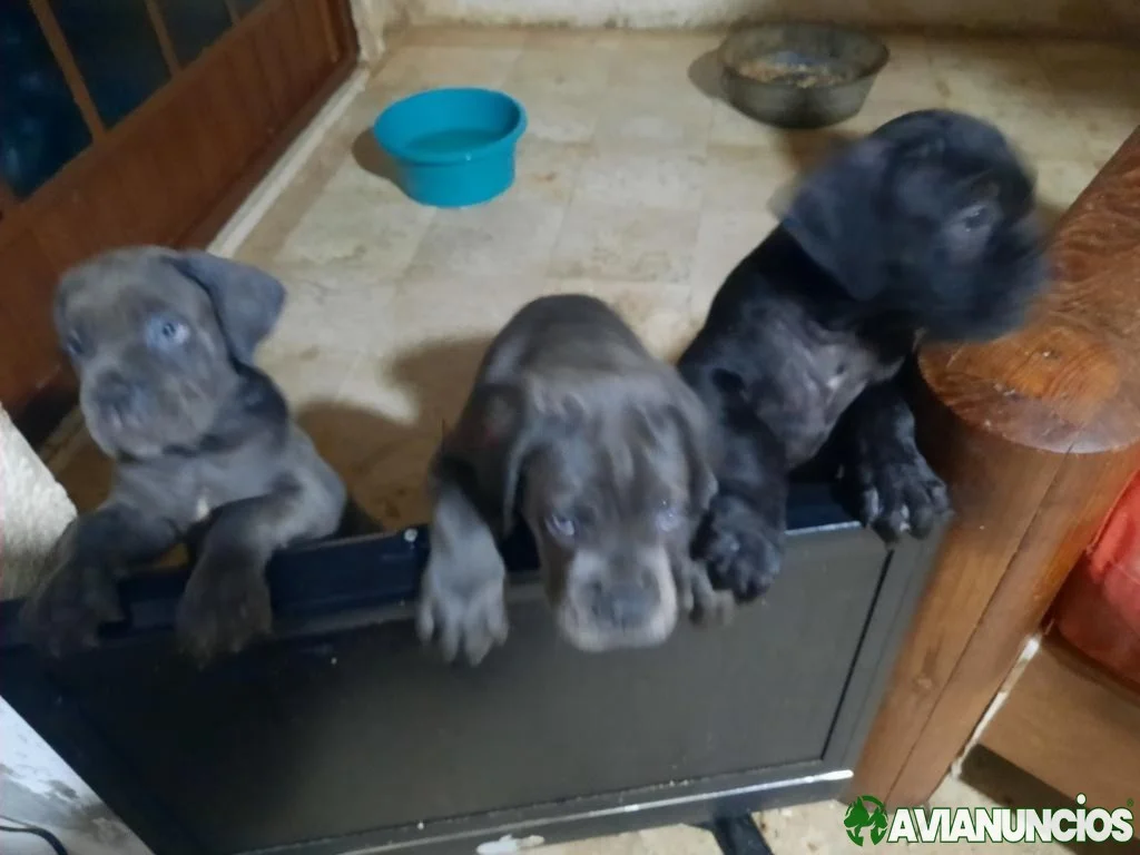 Excelente camada de cane corso de muy buena calida