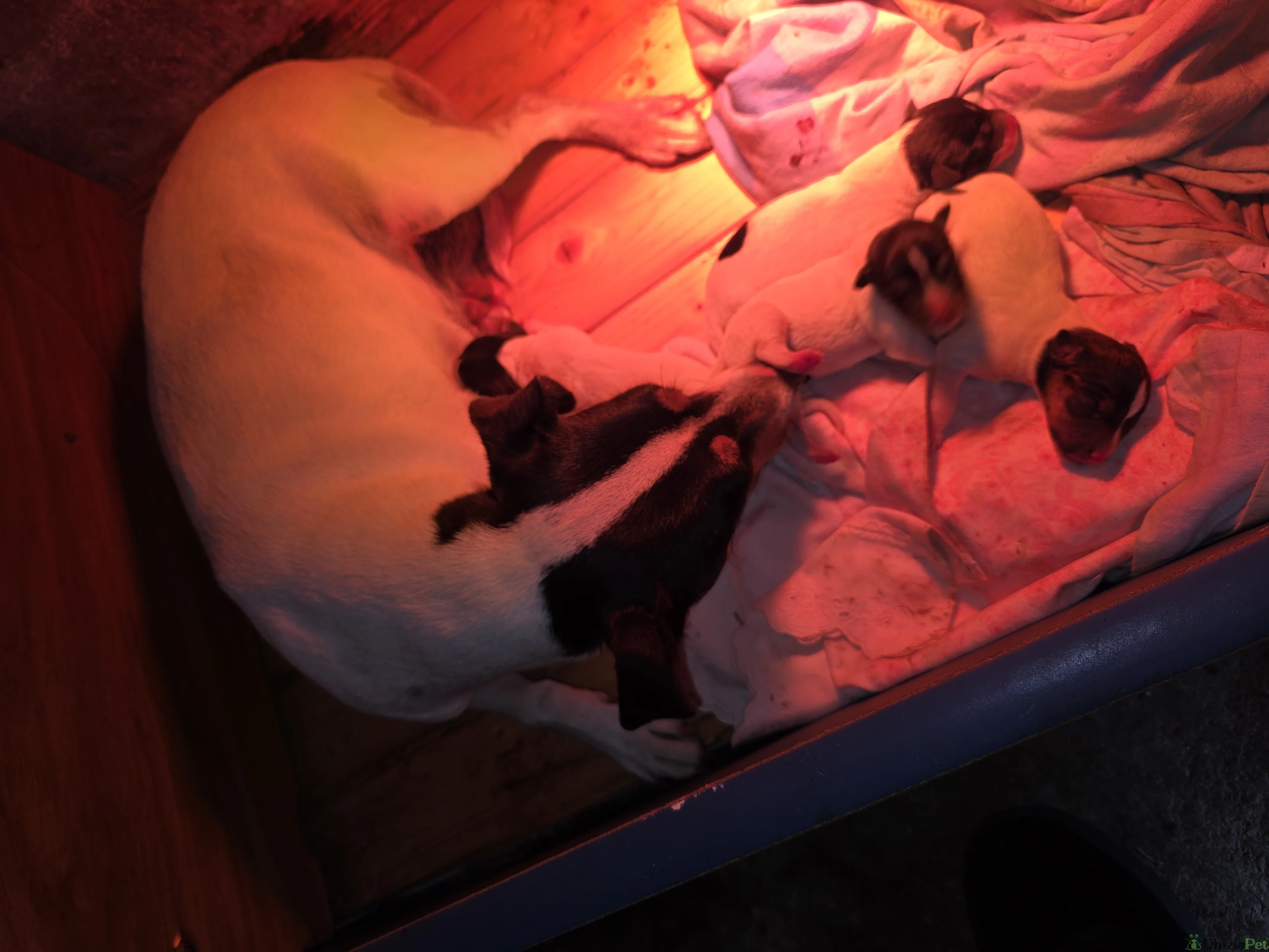 Cachorras bodeguero ratonero andaluz