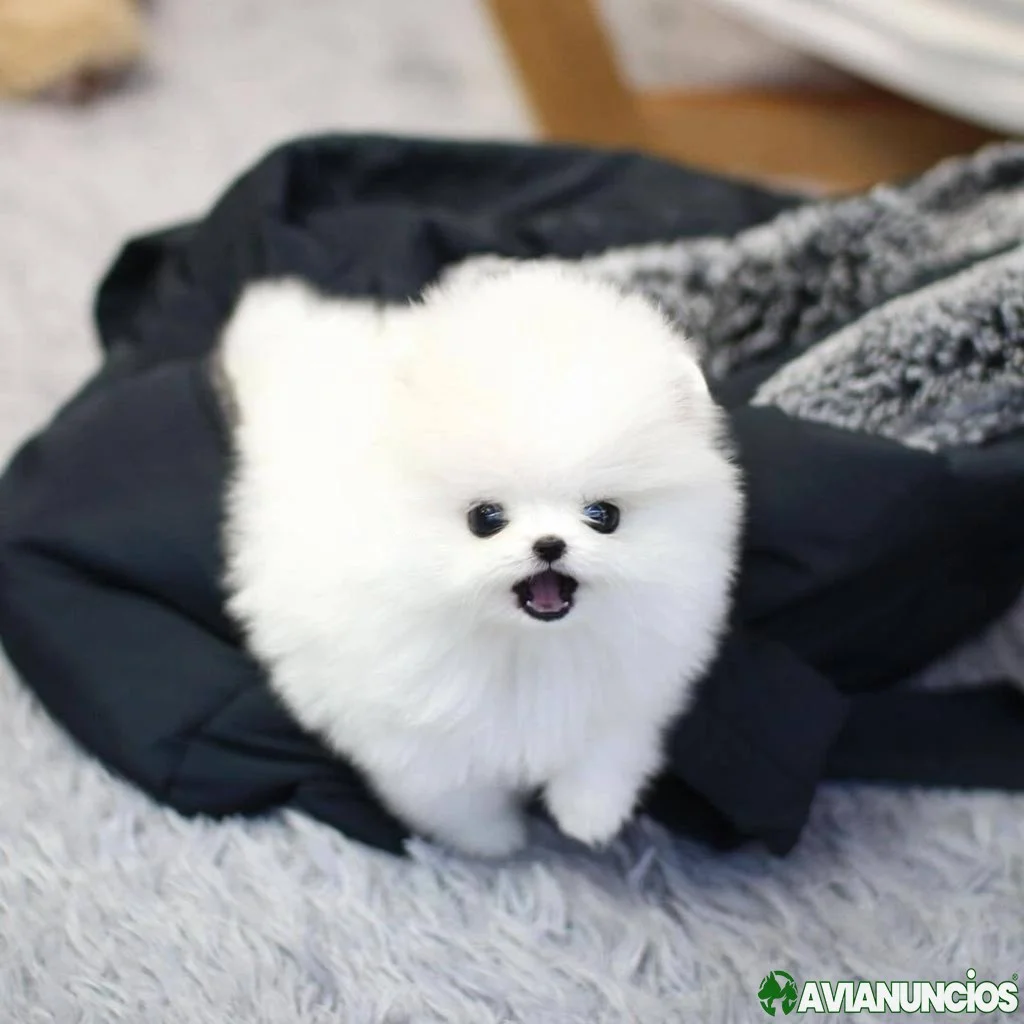 Hermosos cachorros de Pomerania en forma de taza de té para Navidad