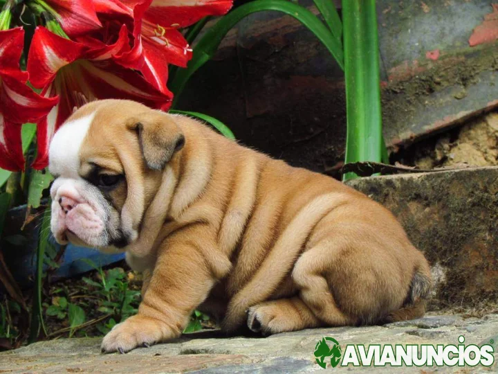 Cachorros de bulldog ingles super adorables