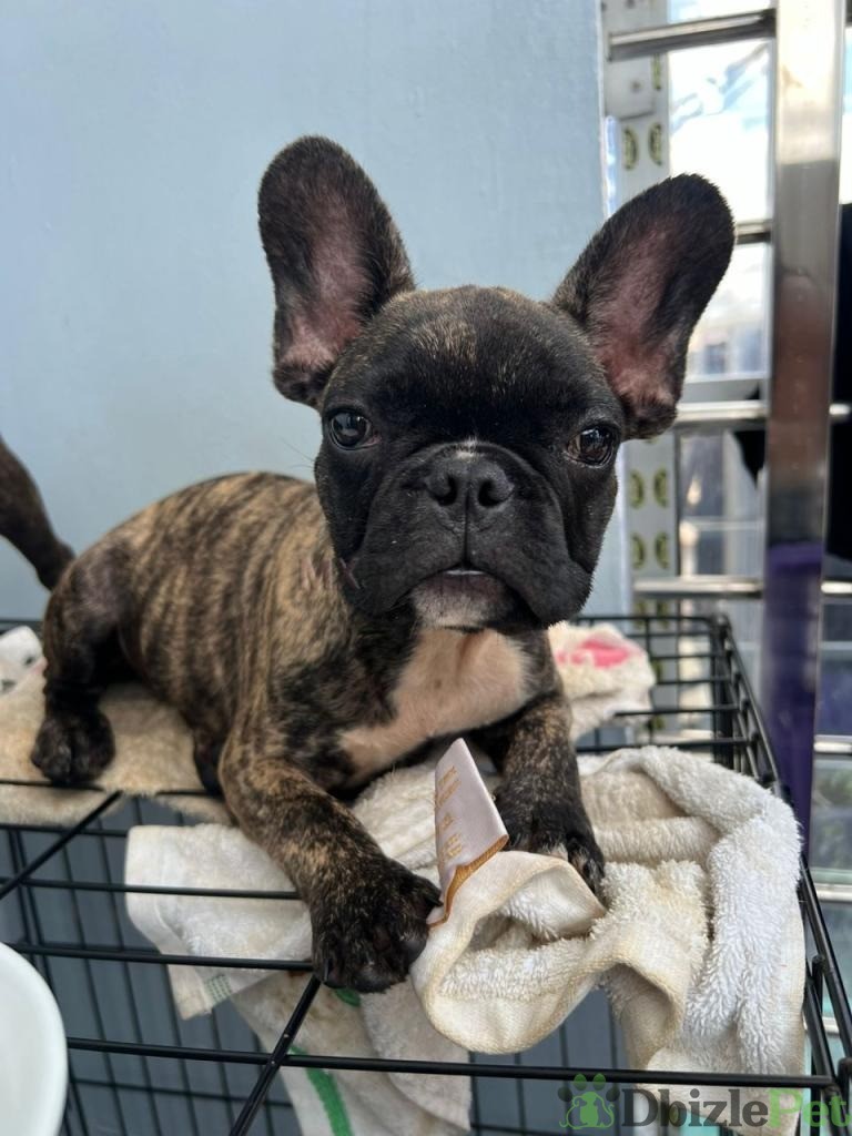 Dos bulldogs franceses de 9 semanas para adopción