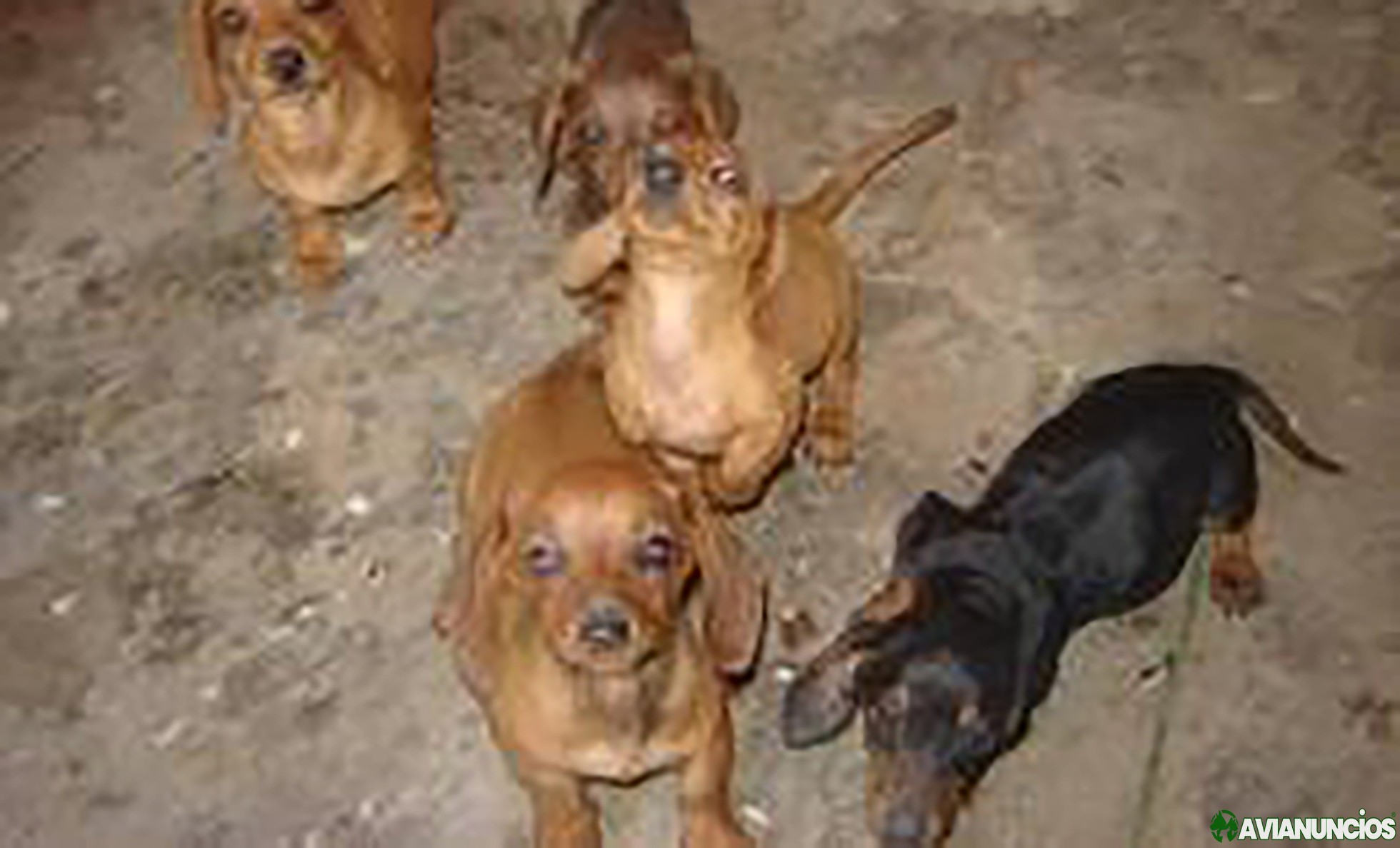 Hermosos cachorritos salchicas a la venta