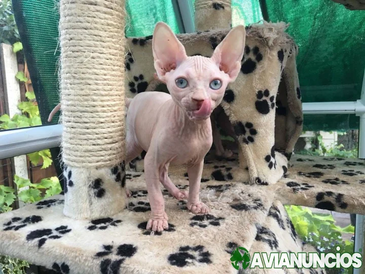 Gatitos Sphynx sanos disponibles