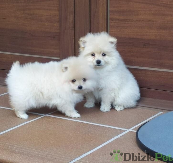 Preciosos cachorros pomerania para tu hogar