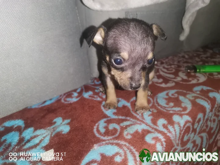 perritos chihuahuas estilo rottweiler