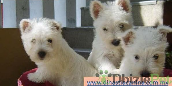 West Highland White Terrier Juguetones cachorritos