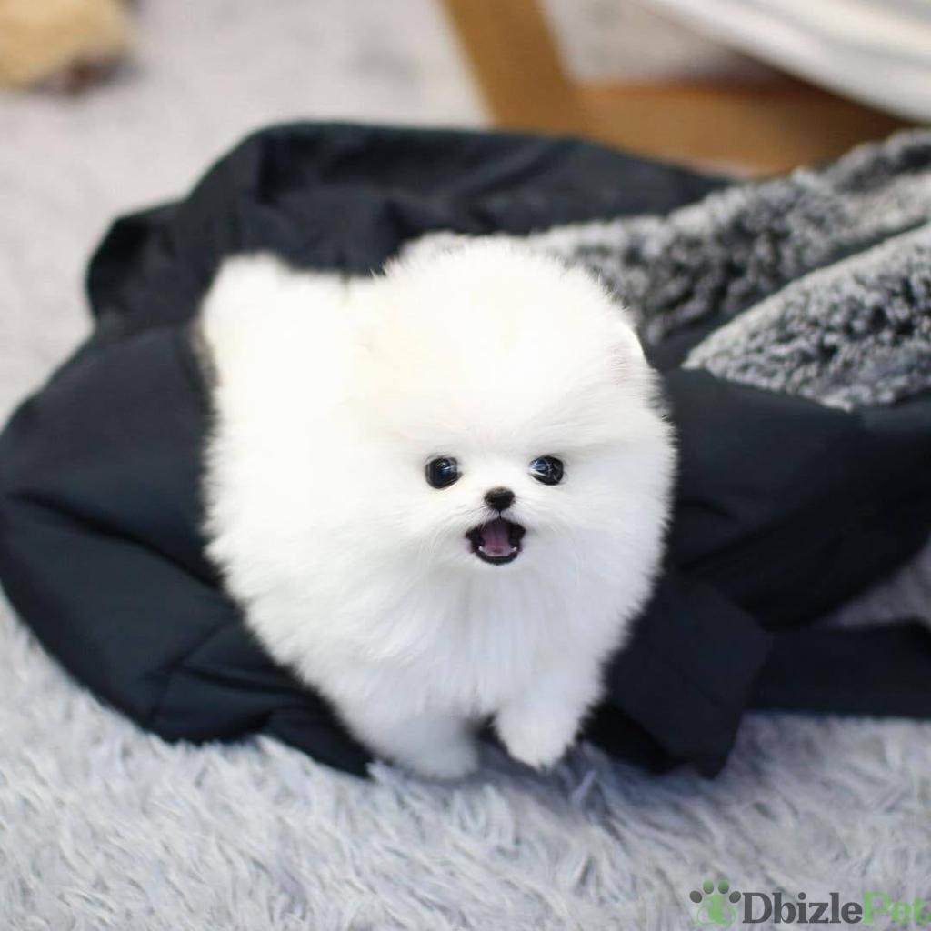 Hermosos cachorros de Pomerania en forma de taza de té para Navidad