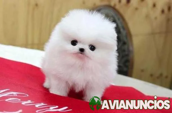 Hermosos Cachorros Pomerania de Raza Pura Akc