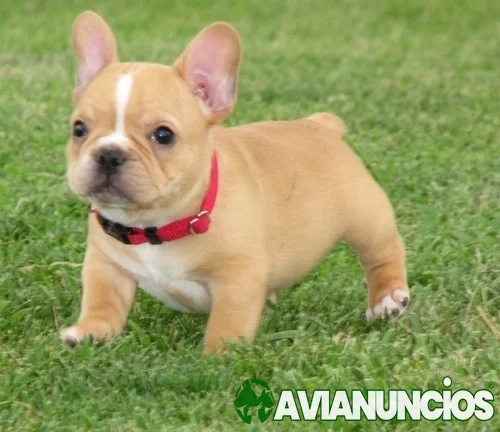 Hermosos cachorros de bulldog frances