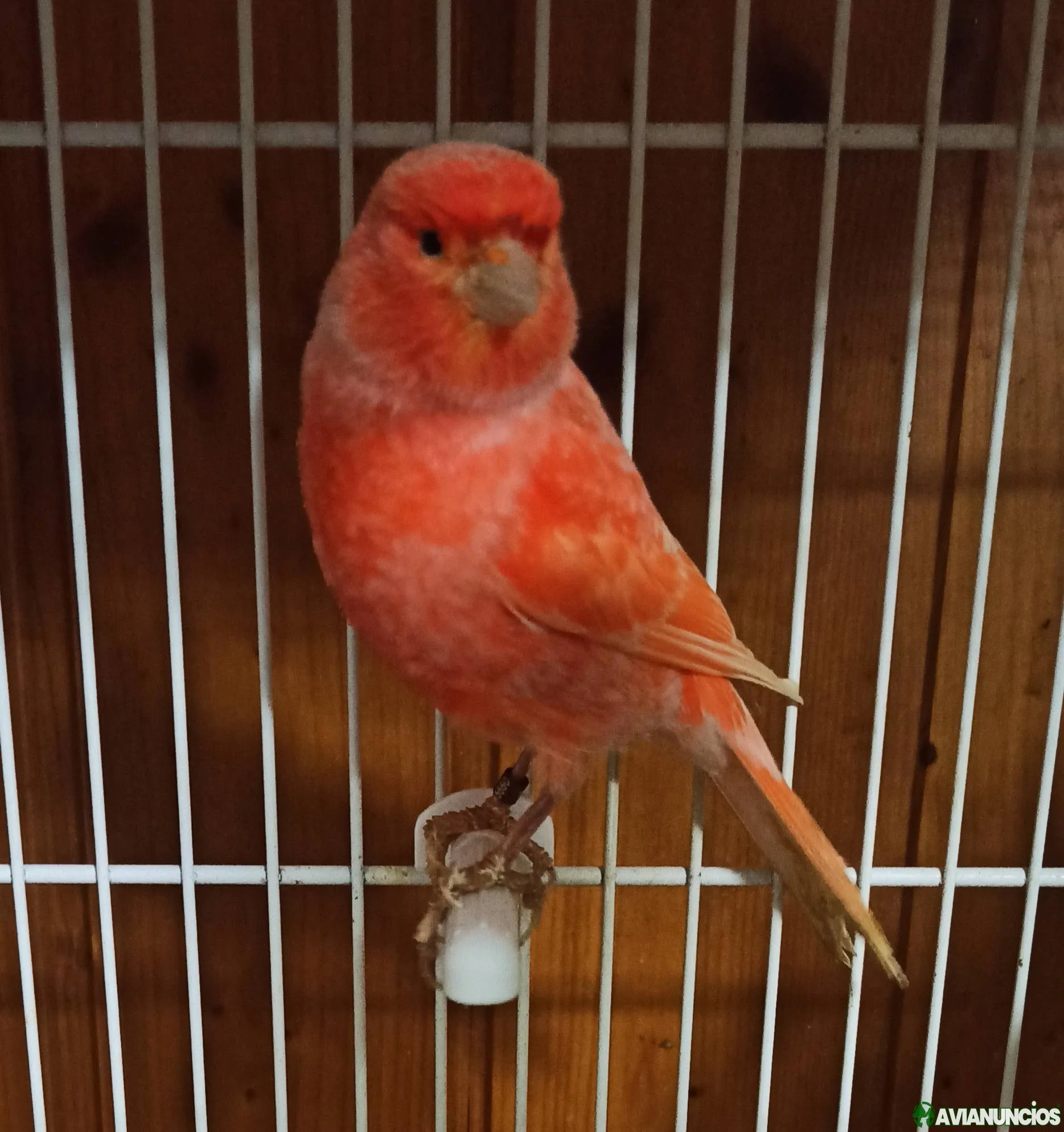 Lipocromo Rojo