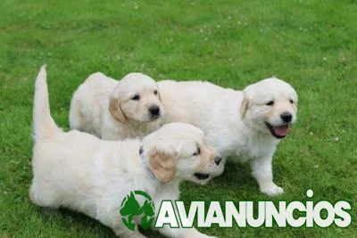 Excelentes cachorros Golden Retriever