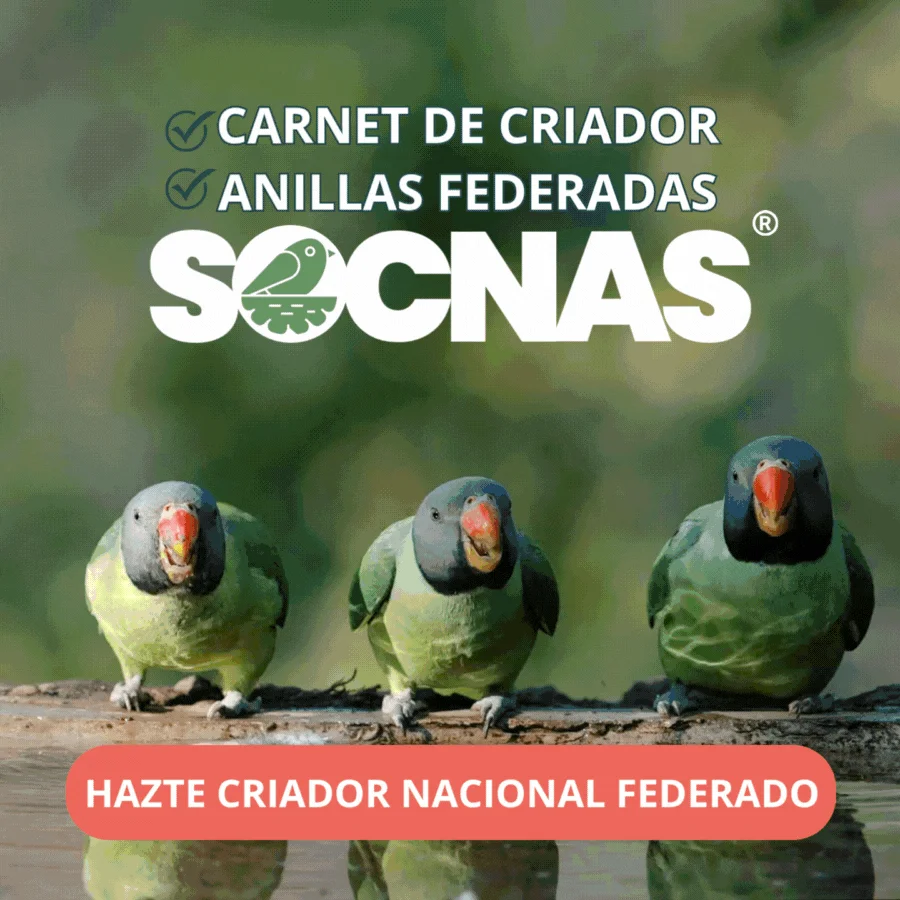 Hazte criador nacional federado
