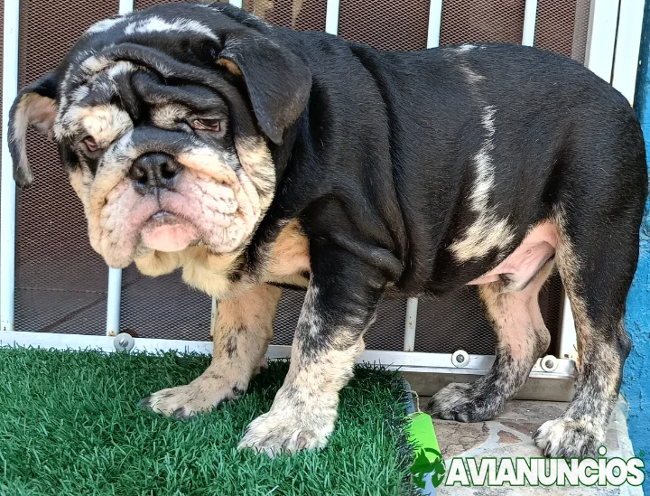 Bulldog ingles exotico