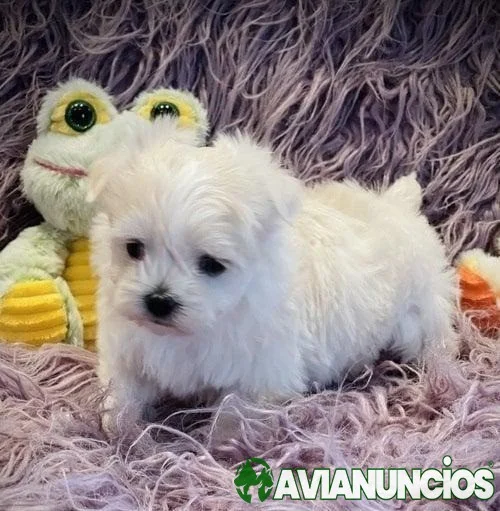 Impresionantes cachorros malteses T-Cup disponibles
