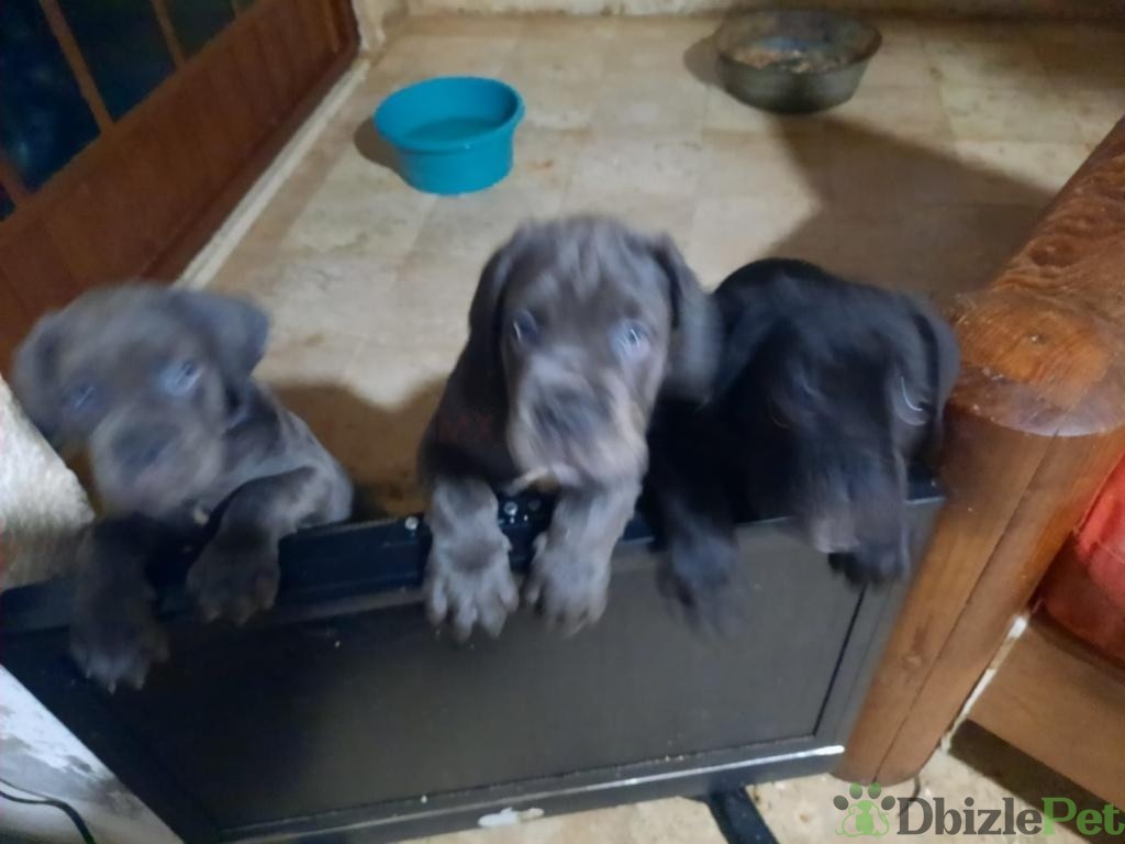 Excelente camada de cane corso de muy buena calidad