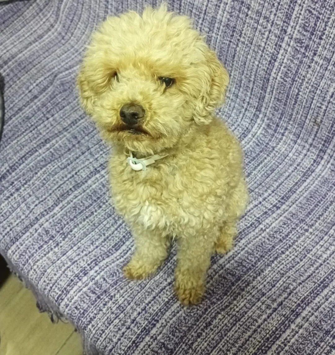 Caniche macho apricot