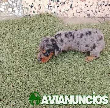 DISPONIBLE CACHORROS DE TECKEL