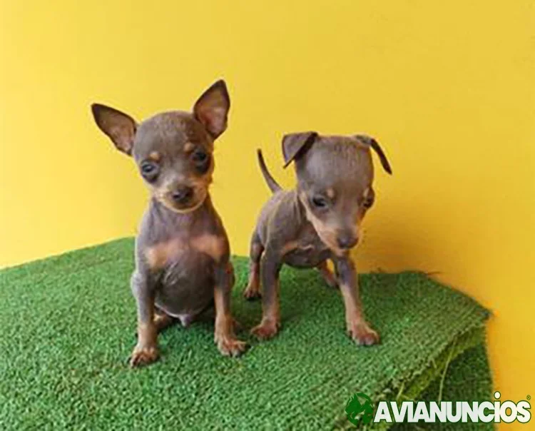 Mini Pinscher
